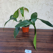 Load image into Gallery viewer, #58 Philodendron 69686 - &#39;Big Ears&#39;