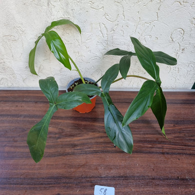 #58 Philodendron 69686 - 'Big Ears'