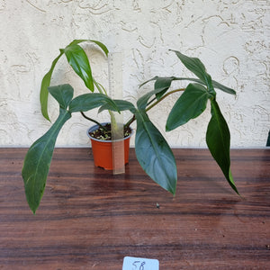 #58 Philodendron 69686 - 'Big Ears'
