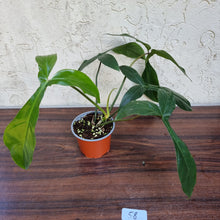 Load image into Gallery viewer, #58 Philodendron 69686 - &#39;Big Ears&#39;