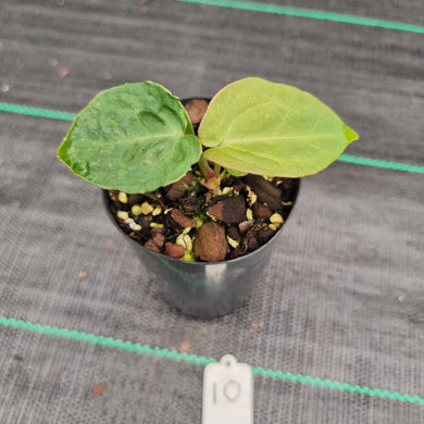 #10 Anthurium Complex Hybrid similar to Pap x Lux x Crys