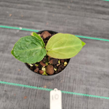 Load image into Gallery viewer, #10 Anthurium Complex Hybrid similar to Pap x Lux x Crys