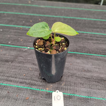 Load image into Gallery viewer, #10 Anthurium Complex Hybrid similar to Pap x Lux x Crys