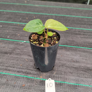 #10 Anthurium Complex Hybrid similar to Pap x Lux x Crys