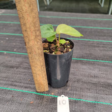 Load image into Gallery viewer, #10 Anthurium Complex Hybrid similar to Pap x Lux x Crys