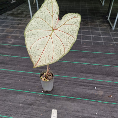 #1 Caladium Bulb