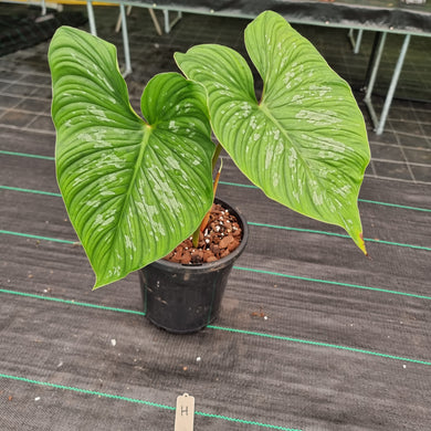 #H Philodendron Mamei