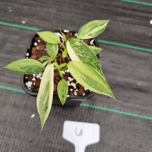 #U Philodendron Jose Buono - Shot cutting
