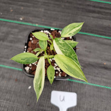 Load image into Gallery viewer, #U Philodendron Jose Buono - Shot cutting