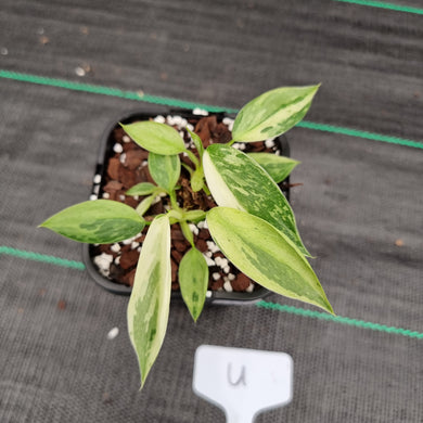 #U Philodendron Jose Buono - Shot cutting