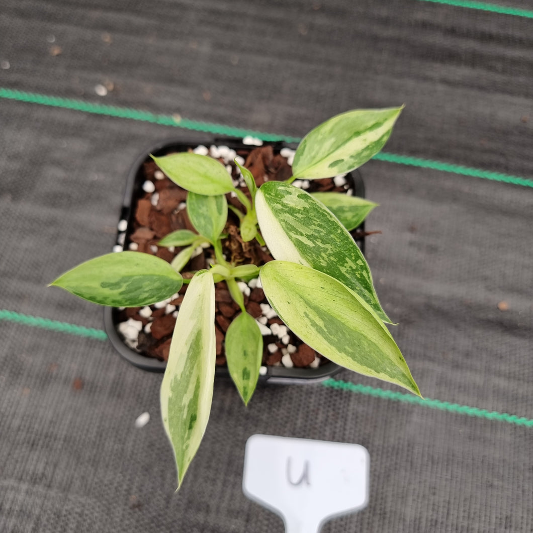 #U Philodendron Jose Buono - Shot cutting