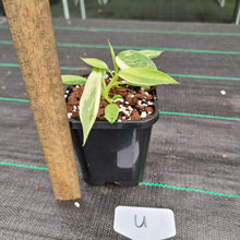 Load image into Gallery viewer, #U Philodendron Jose Buono - Shot cutting