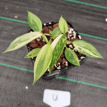 Load image into Gallery viewer, #U Philodendron Jose Buono - Shot cutting