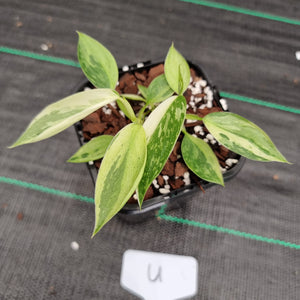 #U Philodendron Jose Buono - Shot cutting