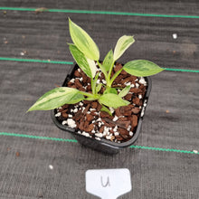 Load image into Gallery viewer, #U Philodendron Jose Buono - Shot cutting