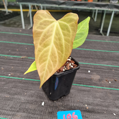 #106 Anthurium Magnificum Hybrid x