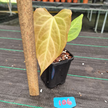 Load image into Gallery viewer, #106 Anthurium Magnificum Hybrid x