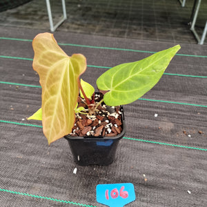 #106 Anthurium Magnificum Hybrid x
