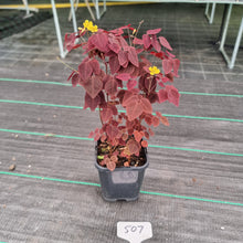 Load image into Gallery viewer, #507 Oxalis Hedysaroides - Fire Fern