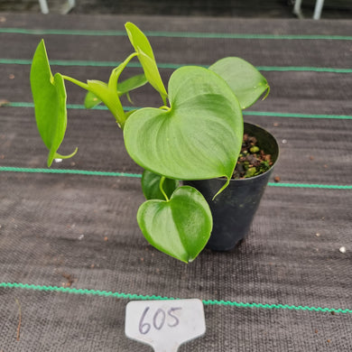 #605 Philodendron Grazielae
