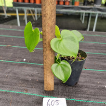 Load image into Gallery viewer, #605 Philodendron Grazielae