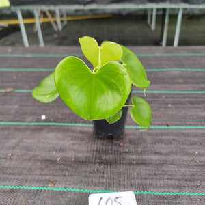 #605 Philodendron Grazielae