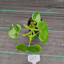 Load image into Gallery viewer, #605 Philodendron Grazielae