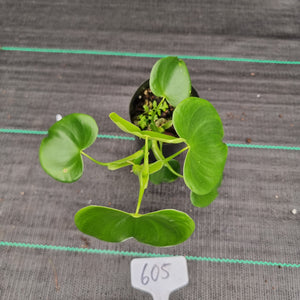 #605 Philodendron Grazielae