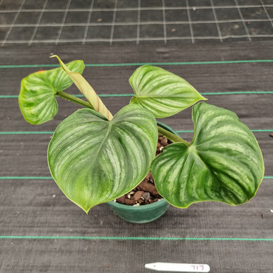 #717 Philodendron Plowmanii - Round Form - 2 x heads
