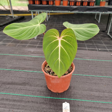 #41 Philodendron Gloriosum