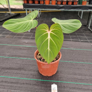 #41 Philodendron Gloriosum