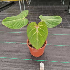 #41 Philodendron Gloriosum
