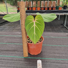 Load image into Gallery viewer, #41 Philodendron Gloriosum