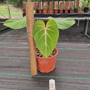 #41 Philodendron Gloriosum
