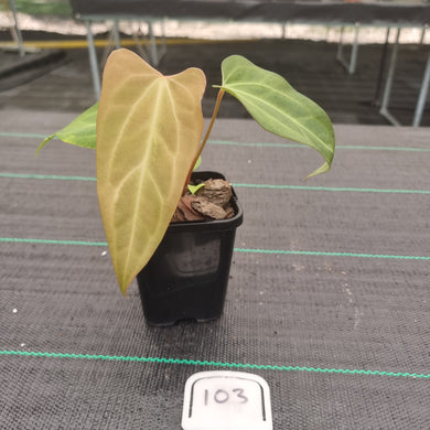 #103 Anthurium Magnificum Hybrid x