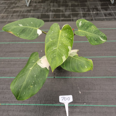 #700 Philodendron White Princess