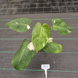 #700 Philodendron White Princess