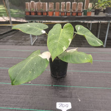 Load image into Gallery viewer, #700 Philodendron White Princess