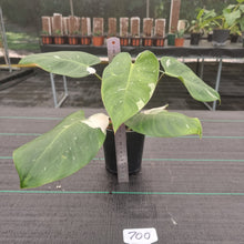 Load image into Gallery viewer, #700 Philodendron White Princess