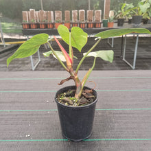 Load image into Gallery viewer, #700 Philodendron White Princess