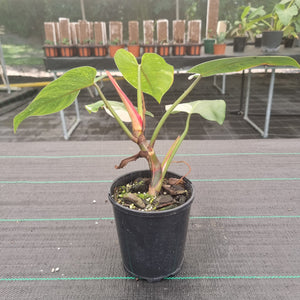 #700 Philodendron White Princess