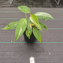 Load image into Gallery viewer, #47 Philodendron White Princess