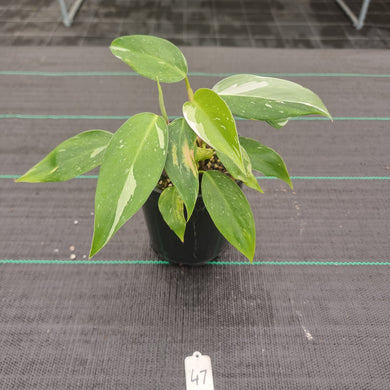 #47 Philodendron White Princess