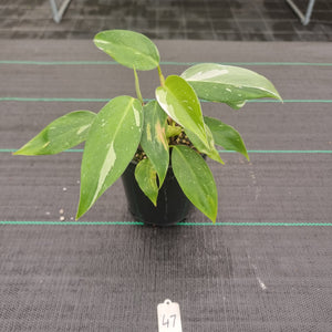 #47 Philodendron White Princess
