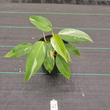 Load image into Gallery viewer, #47 Philodendron White Princess