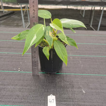Load image into Gallery viewer, #47 Philodendron White Princess