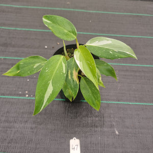 #47 Philodendron White Princess