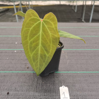 #1 Dark Anthurium Complex hybrid