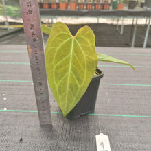 Load image into Gallery viewer, #1 Dark Anthurium Complex hybrid
