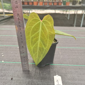#1 Dark Anthurium Complex hybrid